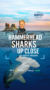 Hammerhaie hautnah mit Bertie Gregory